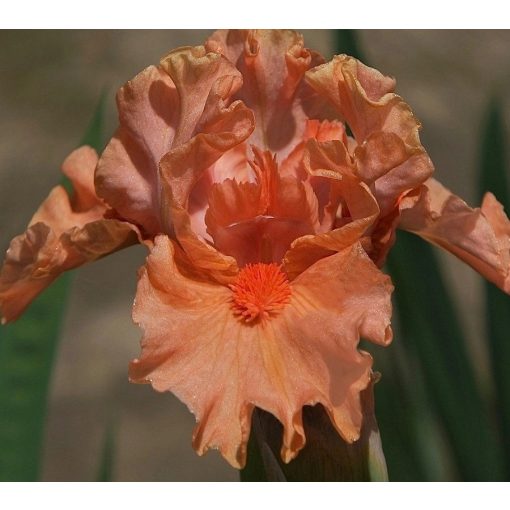 Iris EXTREME