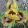 Iris EYE OF NEWT