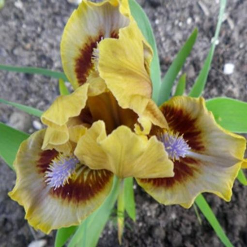 Iris EYE OF NEWT