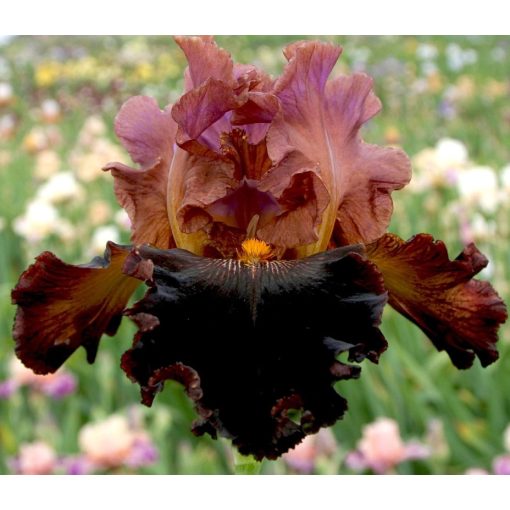 Iris FABULOUS FORTUNE