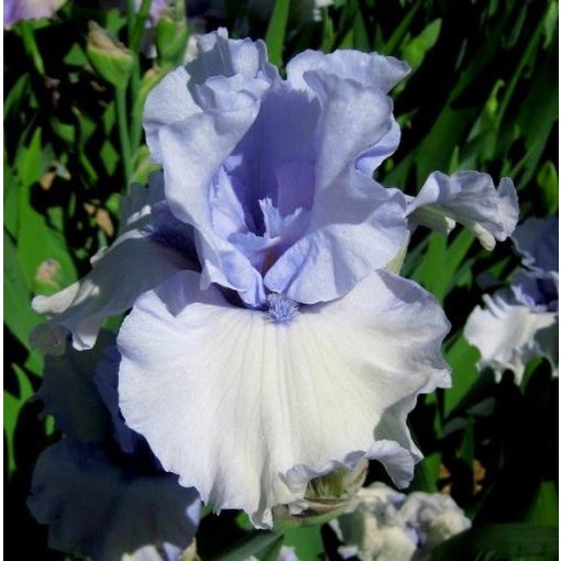 Iris FACE OF AN ANGEL