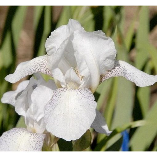 Iris FAIRY SPRINKLES