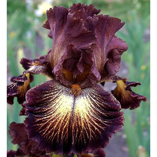 Iris FAST ACCELERATION