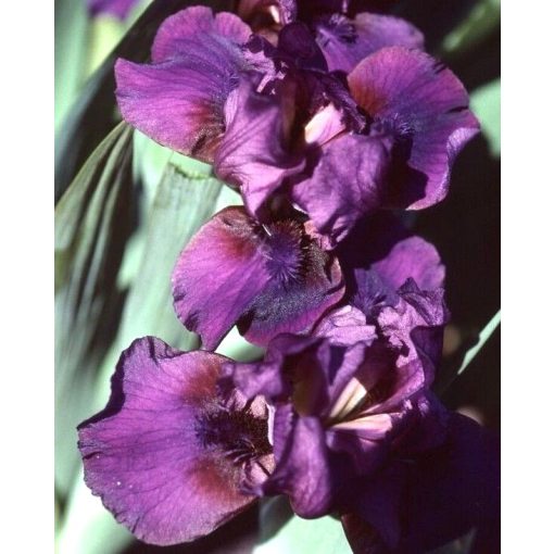 Iris FESTINA