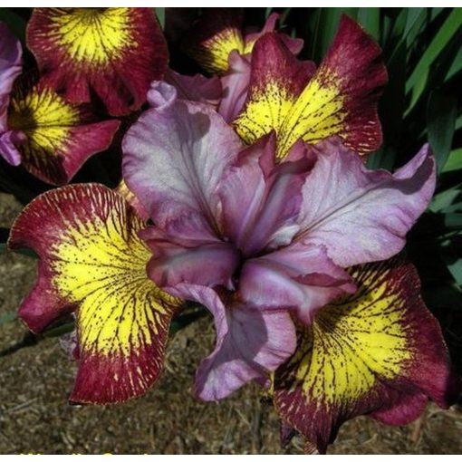 Iris FIDDLES ON FIRE