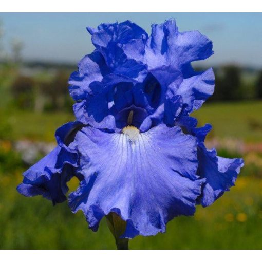 Iris FIESTA IN BLUE