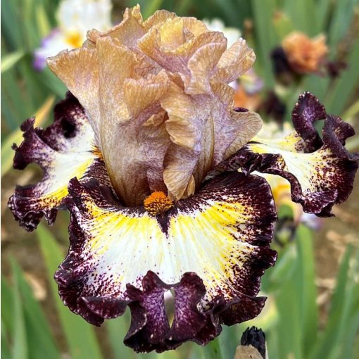 Iris FIFTY SHADES OF GINGER