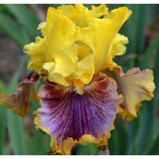 Iris FIMFARUM