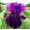 Iris FINE WINE