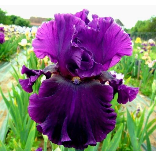 Iris FINE WINE