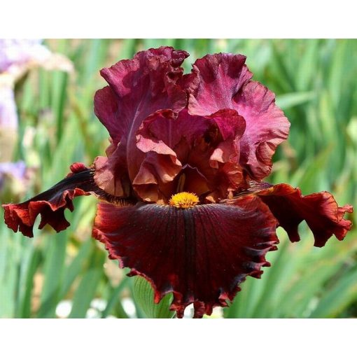 Iris FLAMES OF FIRE
