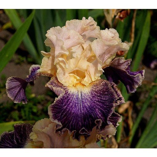 Iris FLIGHTS OF FANCY