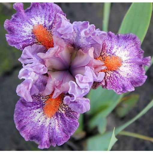 Iris FLIRTY GIRL