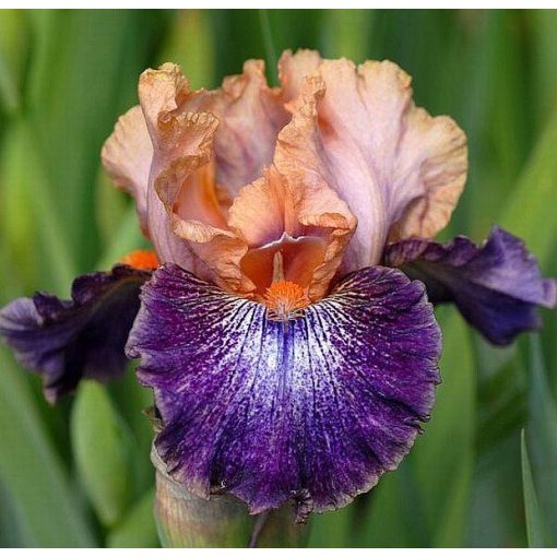 Iris FLYING CIRCUS