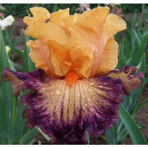 Iris FOCUSED ENERGY