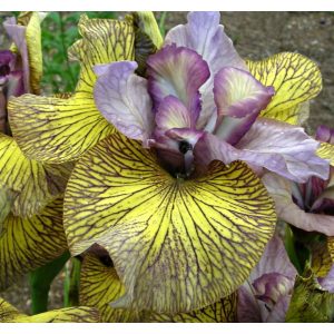 Iris FOLLOW THE HONEY