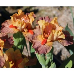 Iris FOOFARAW