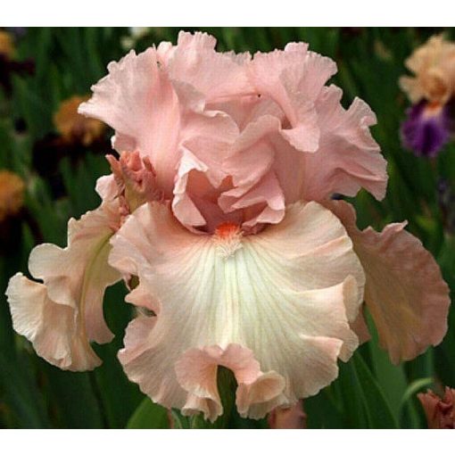 Iris FOR LOVERS ONLY
