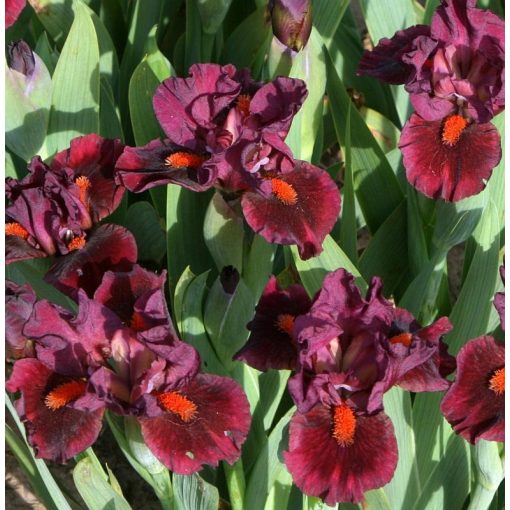 Iris FOREVER AGLOW