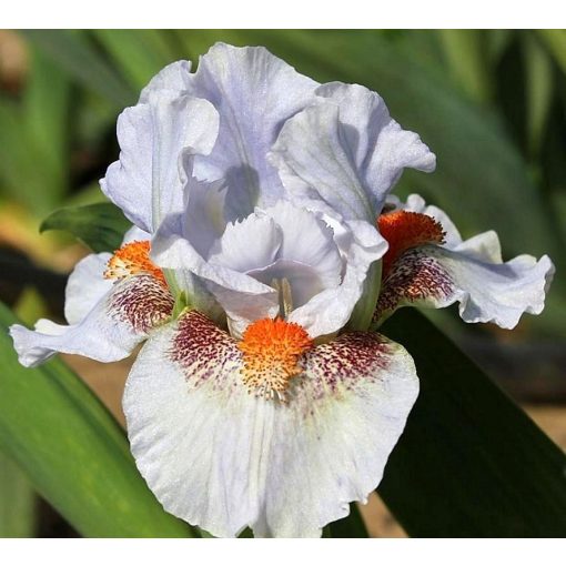 Iris FRECKLE FANTASY