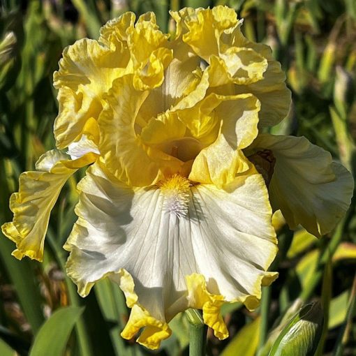 Iris FRESH AS SPRING