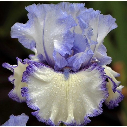 Iris FRESH MORNING SHOWER