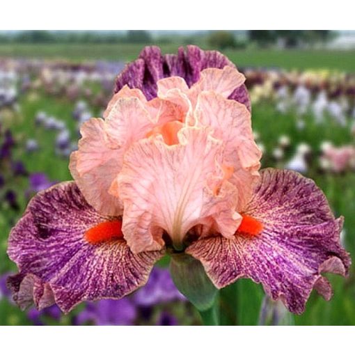 Iris FRISKY FROLIC