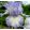 Iris FROSTINGSLOSH