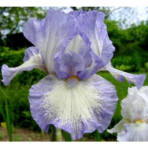 Iris FROSTINGSLOSH