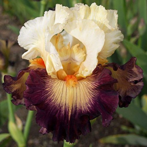 Iris FULL DRESS