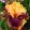 Iris FUNNY MOMENT