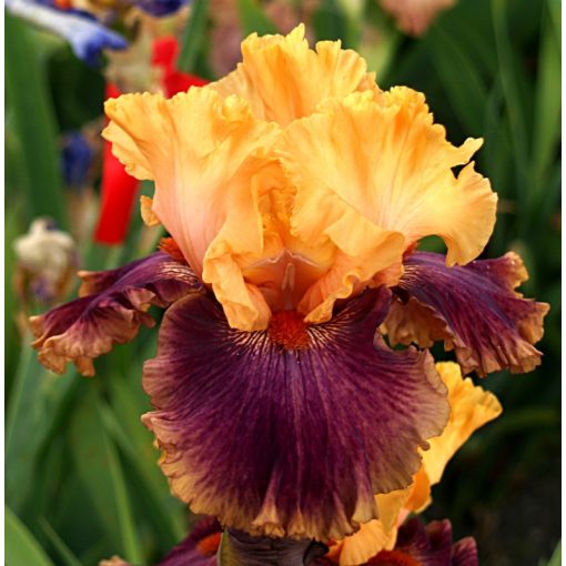 Iris FUNNY MOMENT
