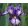Iris GAG GIFT