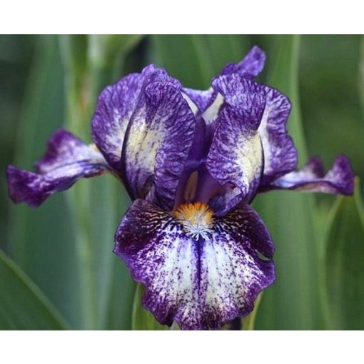 Iris GAG GIFT