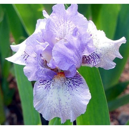 Iris GALAXY QUEST