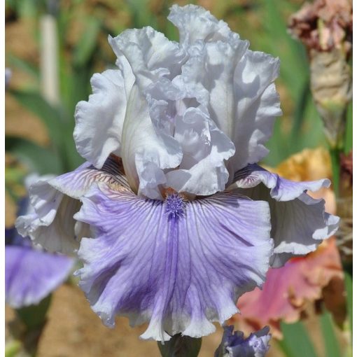 Iris GALEJIC SOSTNESS