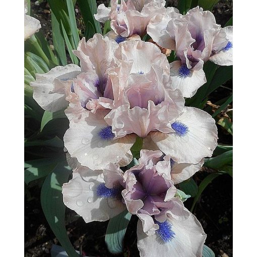 Iris GATE TO PARADISE