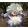 Iris GENTLE CAVALIER