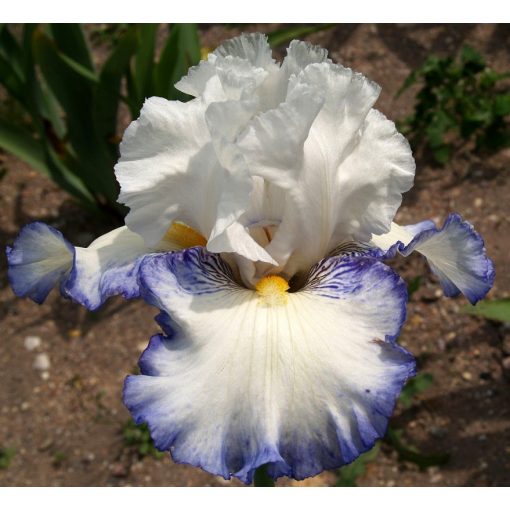 Iris GENTLE CAVALIER