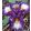 Iris GIFT OF GAB