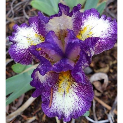 Iris GIFT OF GAB