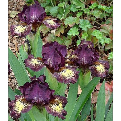 Iris GIMMICK