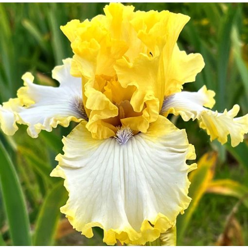 Iris GIRL BLUE-EYED