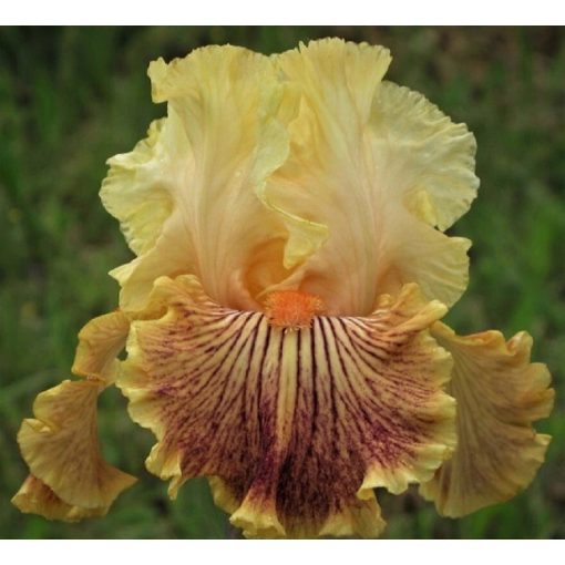 Iris GIRL GONE WILD