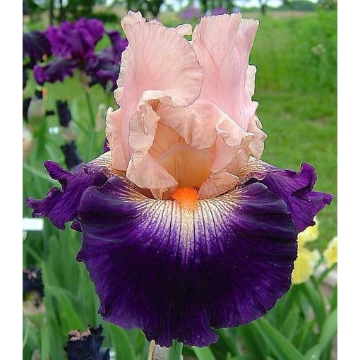 Iris GITANO