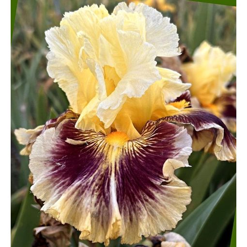 Iris GIVE A FANT