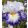 Iris GLADIATOR