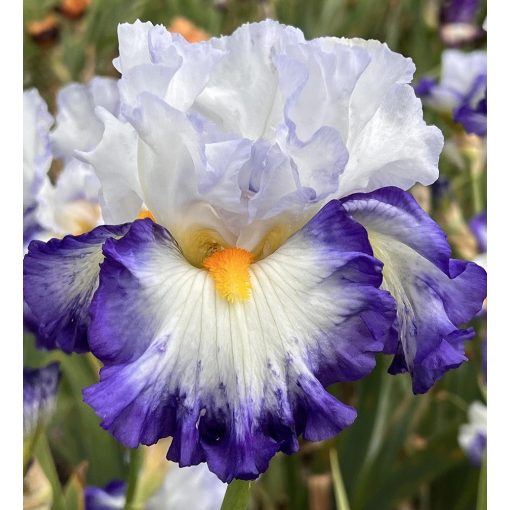 Iris GLADIATOR