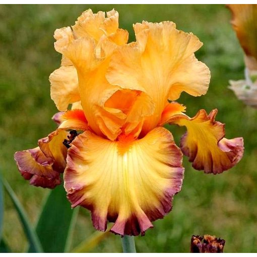 Iris GLIMMER OF HOPE