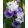 Iris GLIMPSE